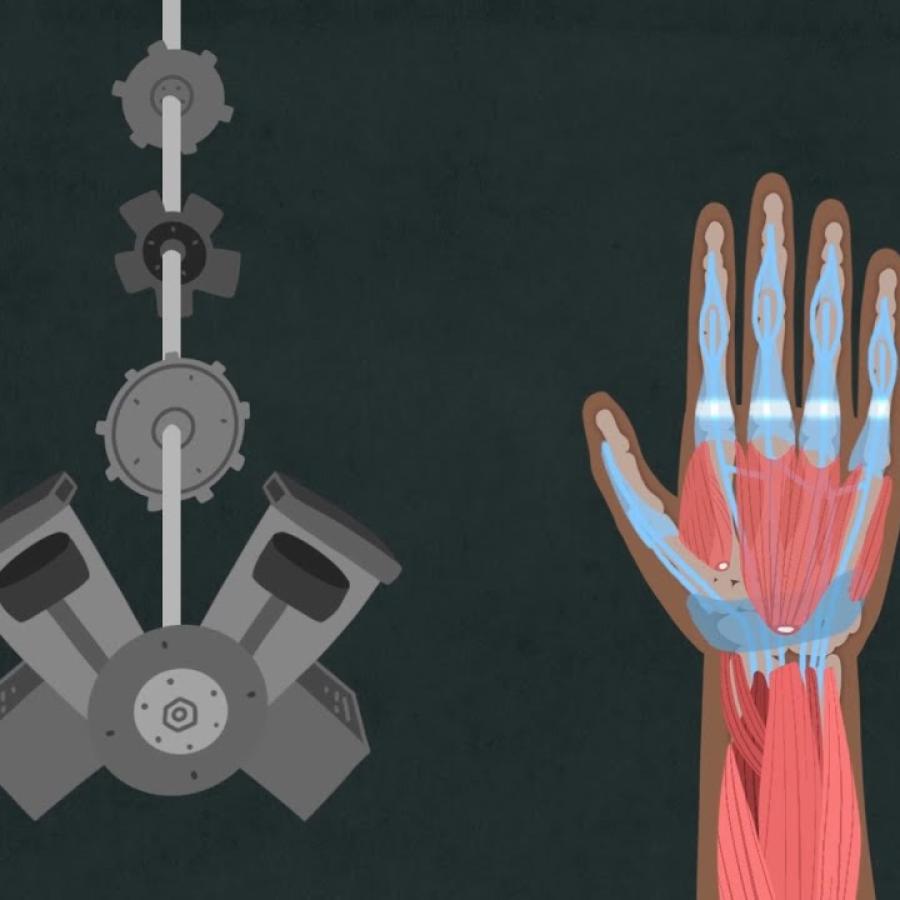 Hand Biomechanics